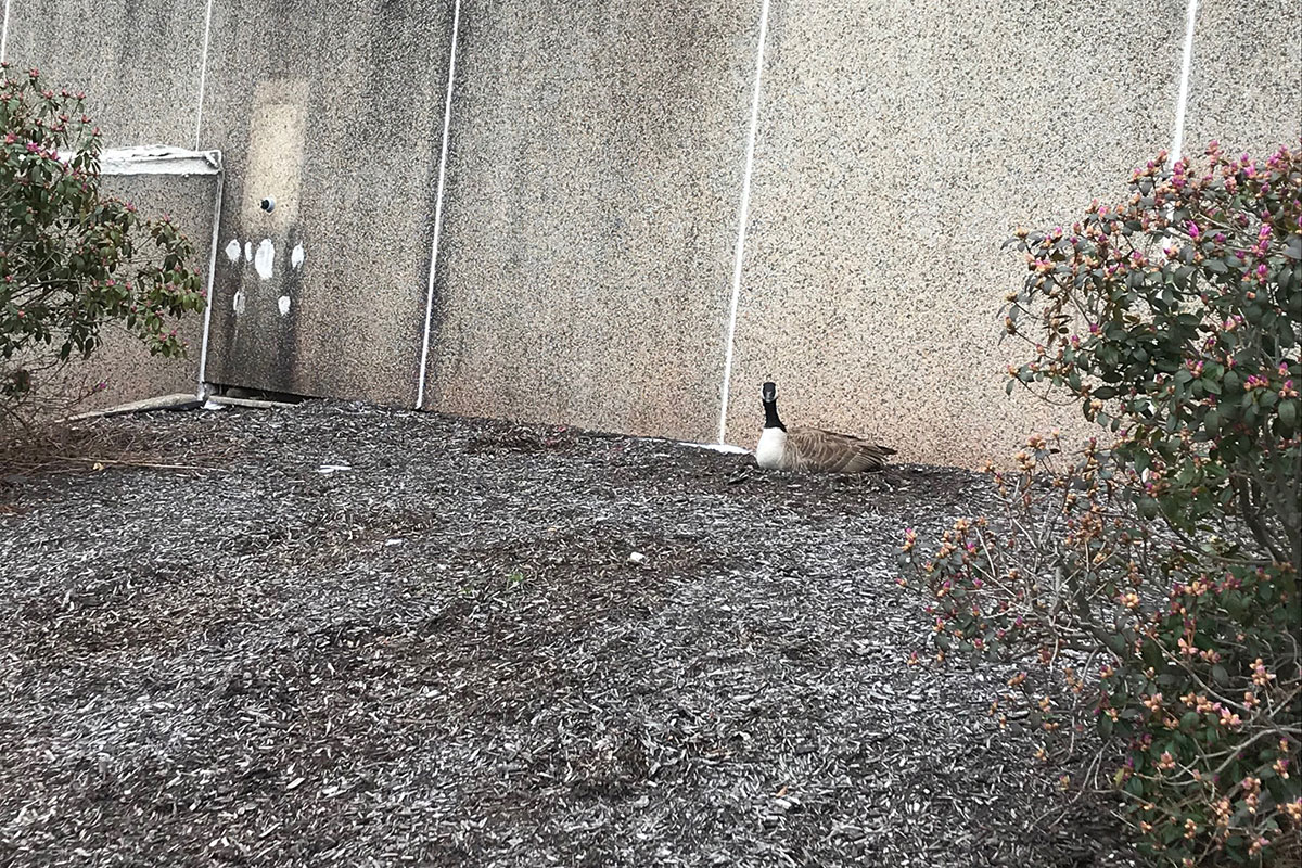 A Canada goose nests outside the UConn Health academic building.